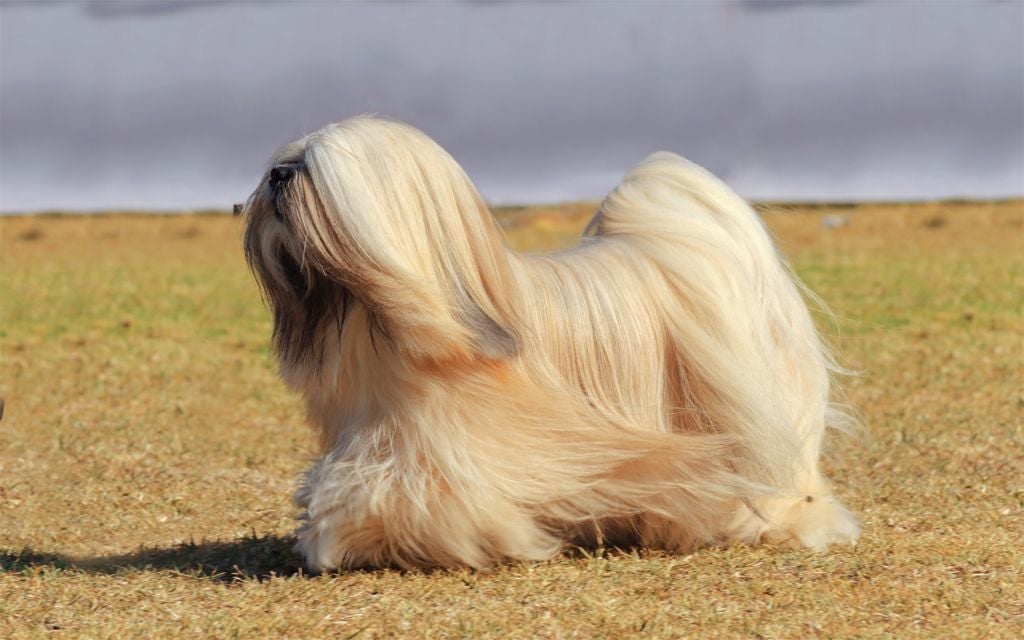 Tibetan terrier shaved