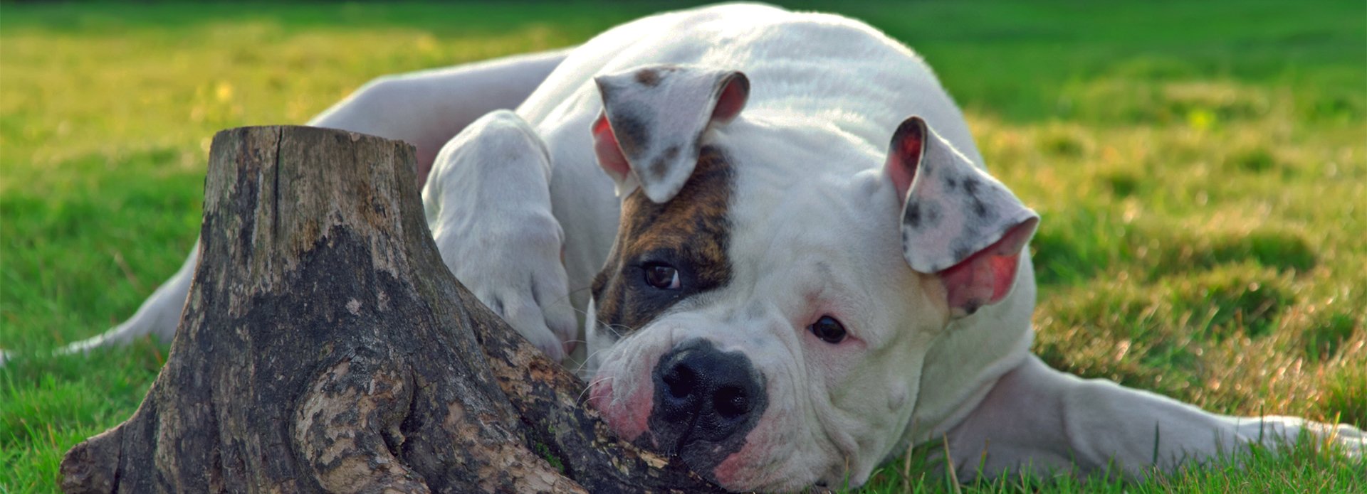 can a american bulldog live in romania