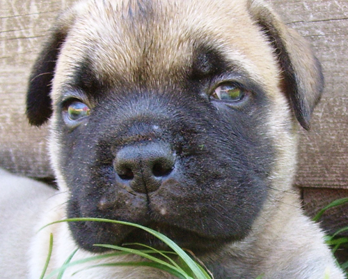 Bullmastiff Mantel