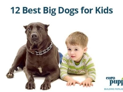 12 Best Big Dogs for Kids –  Find the Perfect Dog for Your Family
