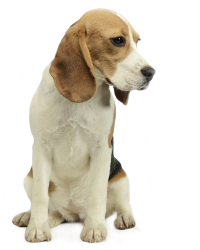 Beagle picture