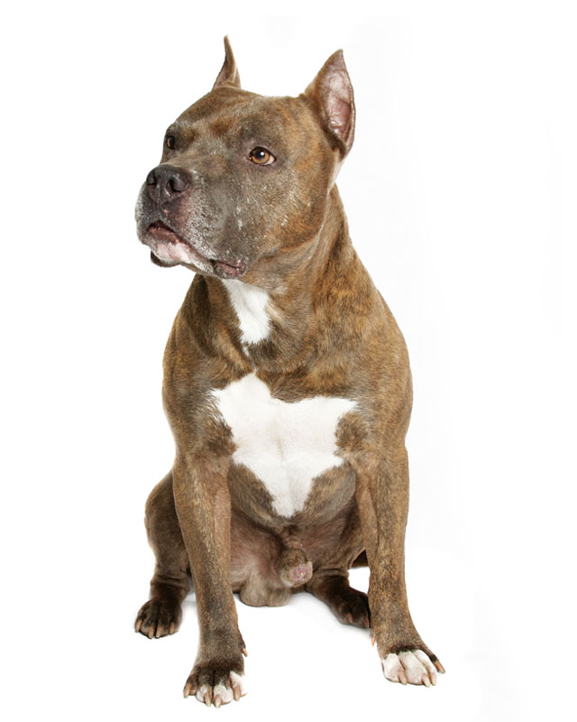 American Staffordshire Terrier image