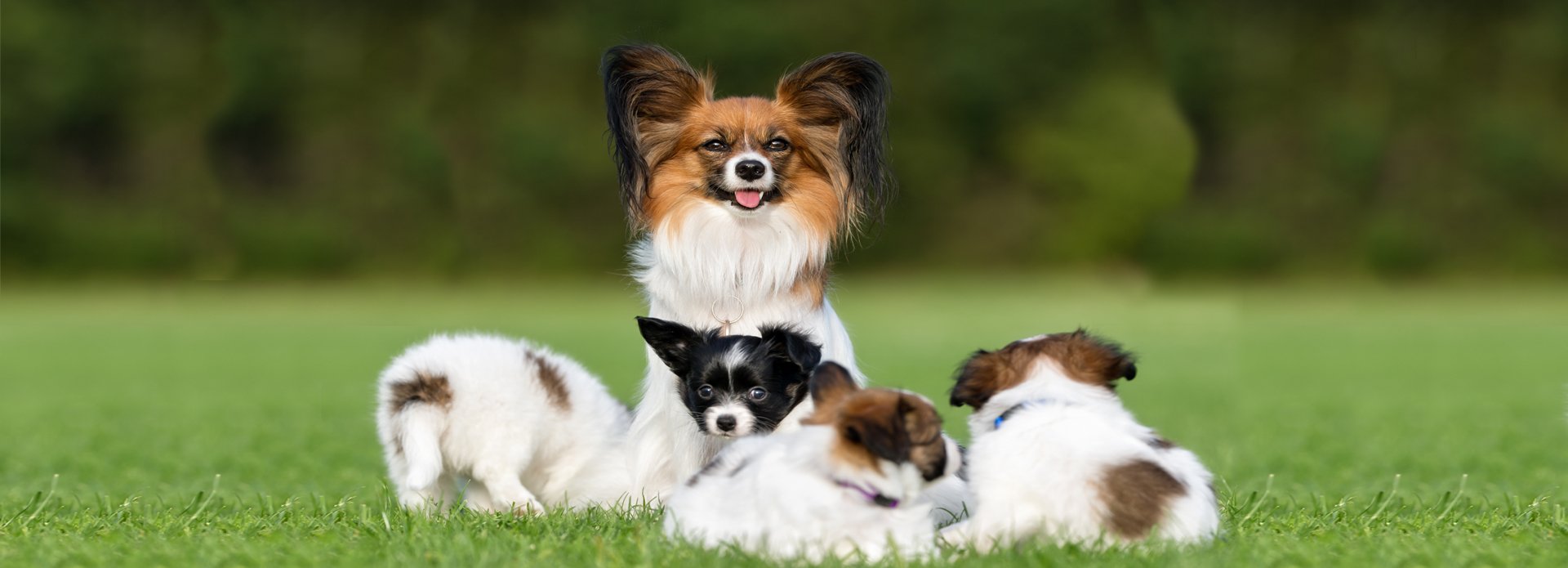 Papillon Rasseinformationen mit Bilder | Euro Puppy