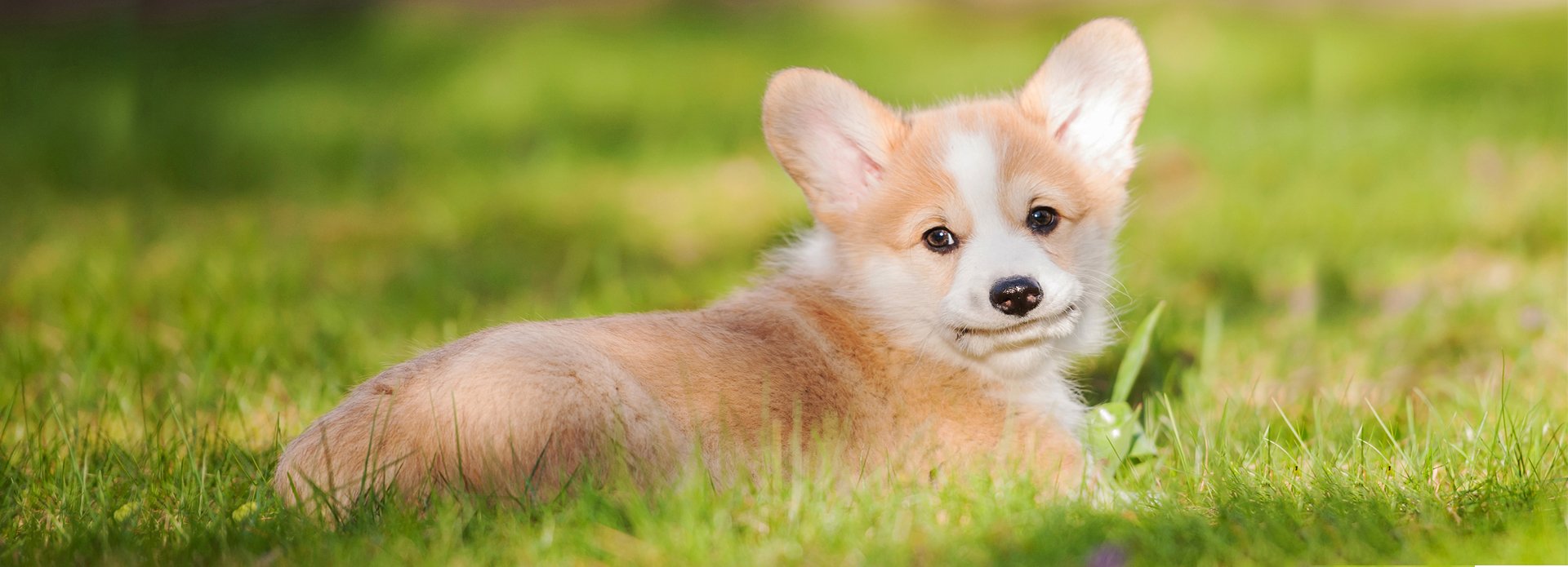 Welsh Corgi Puppies For Sale | Euro Puppy