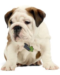 White with Marking English Bulldog Puppy picture