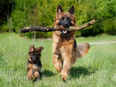 German Shepherd Dogs and Schutzhund: