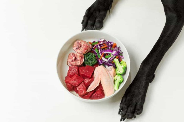 dog meat diet