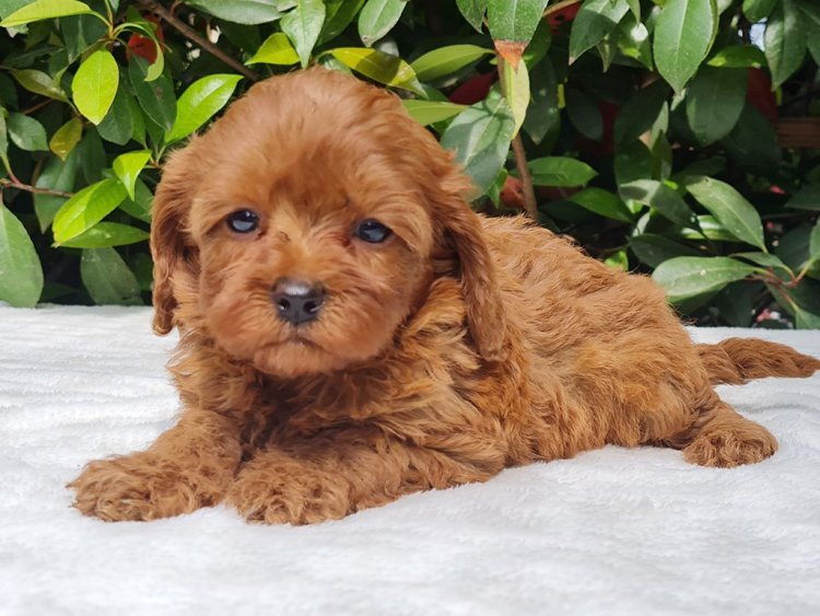 cavapoo hypoallergenic