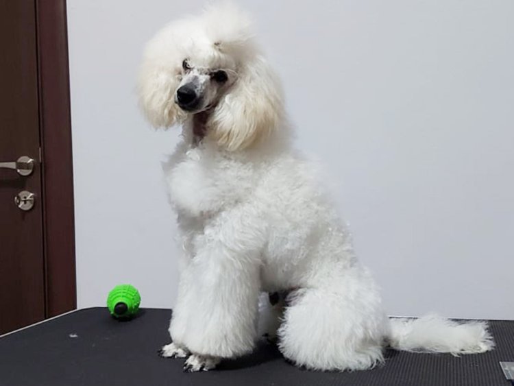 poodle low shedder