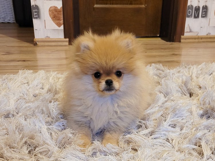 teacup pomeranian