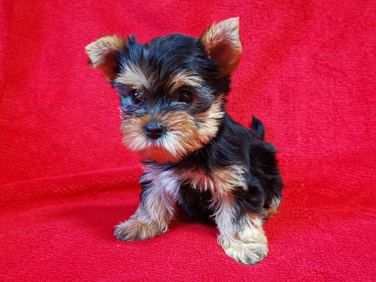 yorkie teacup