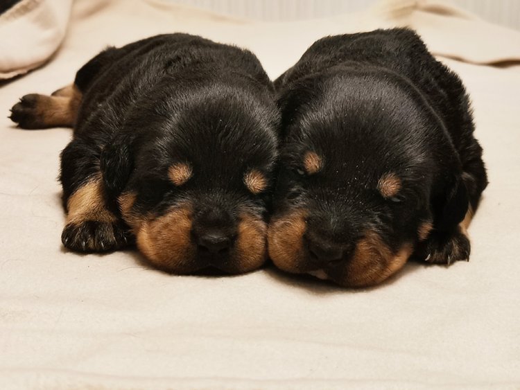 how to identify pure breed rottweiler puppies