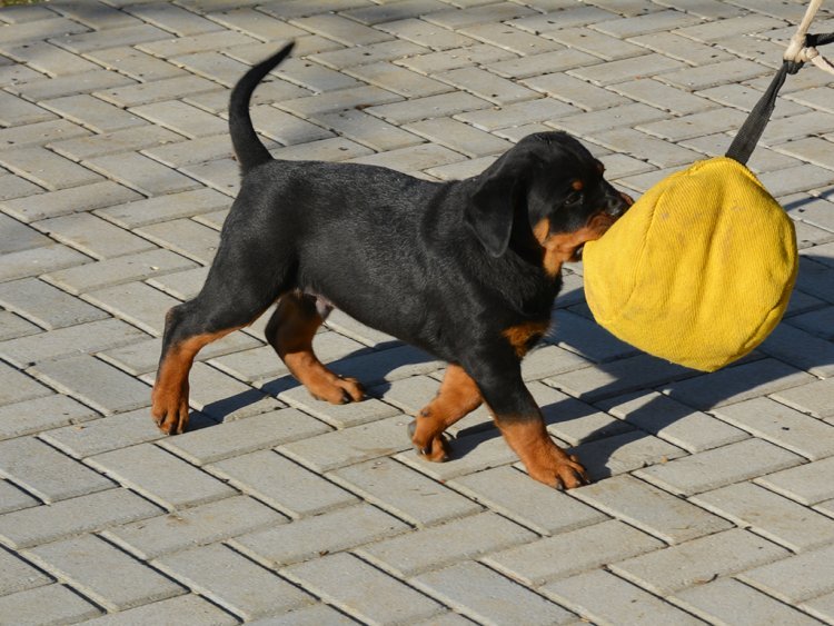 Rottweiler puppy