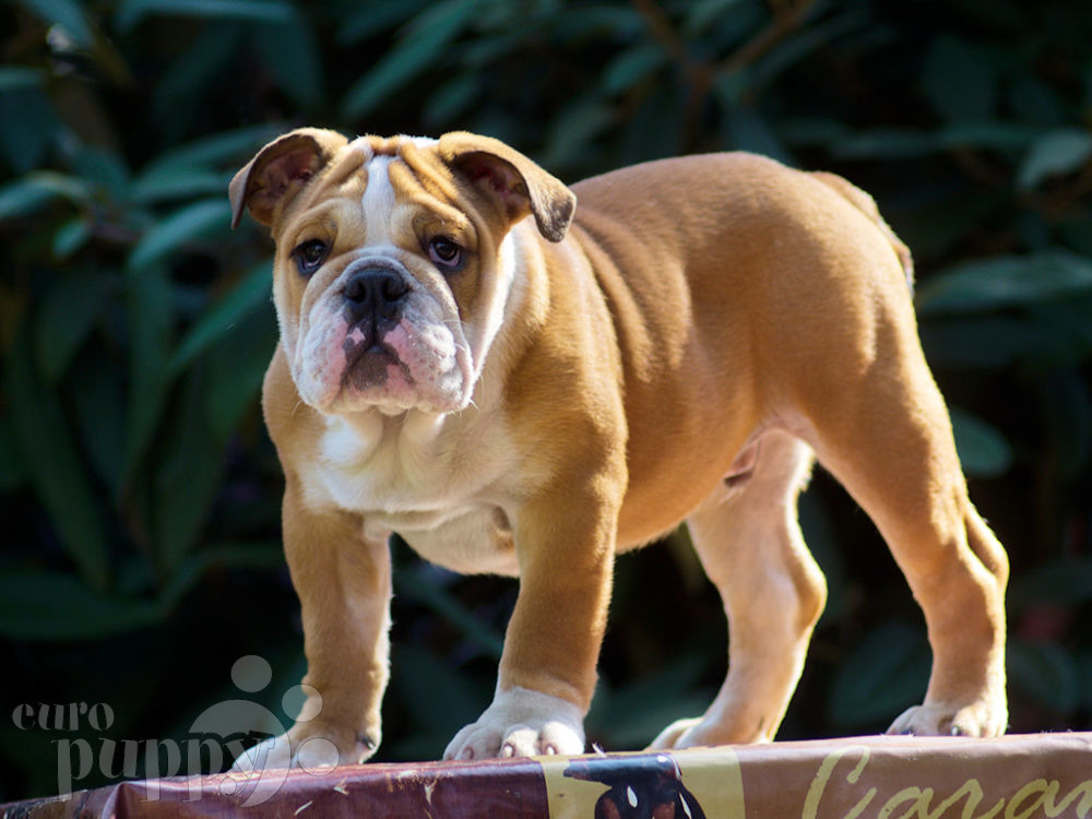 How to Choose an English Bulldog: Breed and Puppy Facts