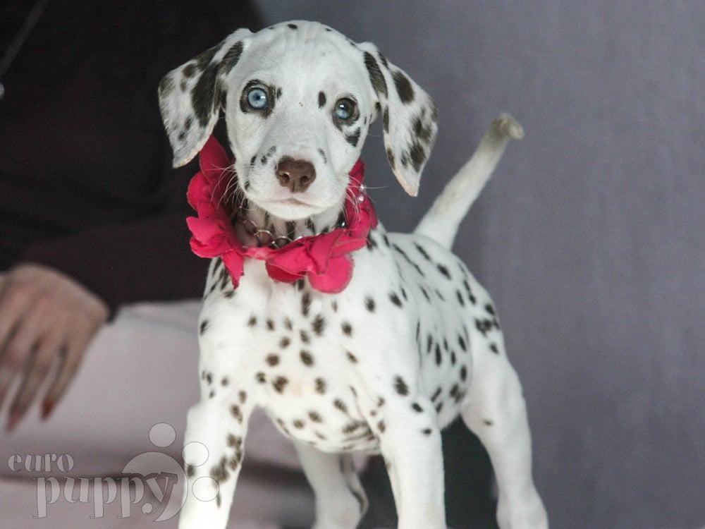 The dangers of Inbreeding – Dalmatians and hearing loss