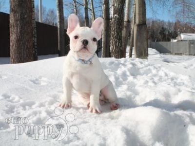 How to Choose your French Bulldog!