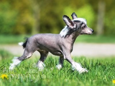 The Naked Truth About Hairless Dog Breeds!
