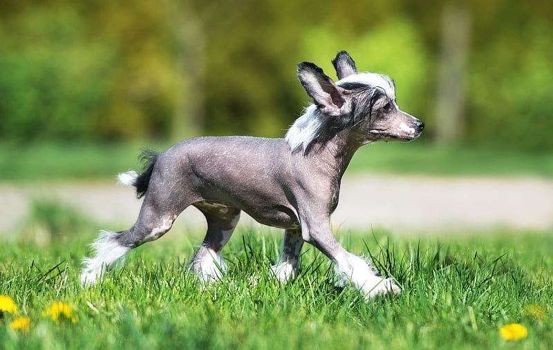 The Naked Truth About Hairless Dog Breeds!