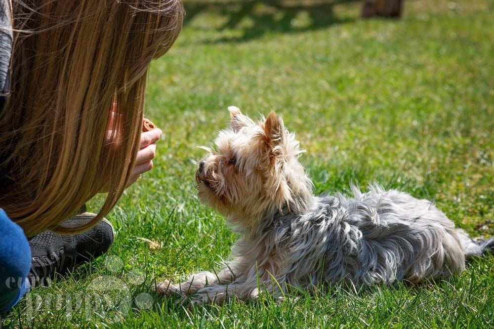Body Language And Dog Training: