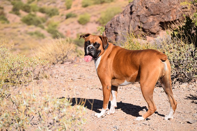 Ear Cropping and Tail Docking