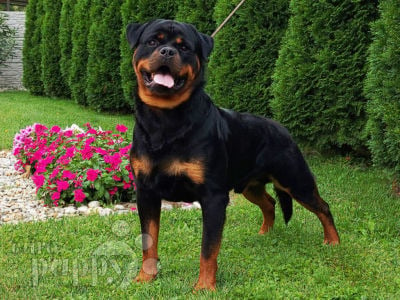 How to Find the Perfect Rottweiler Puppy!