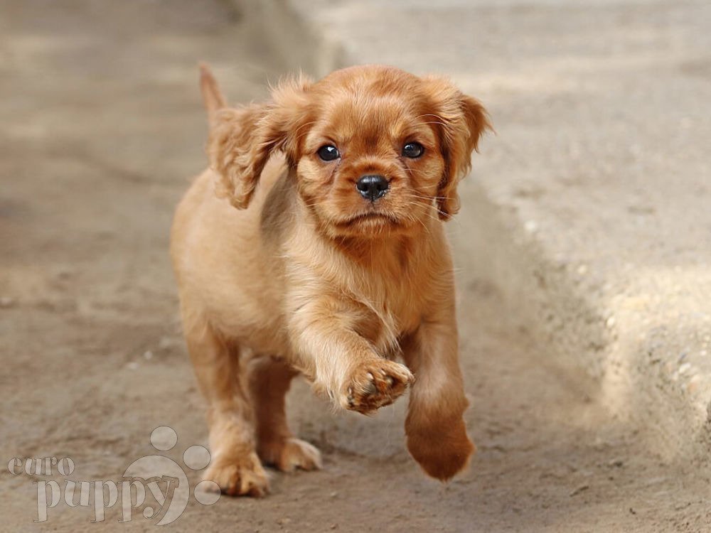 Ask Euro Puppy USA: “Cavalier King Charles Spaniels as Bird Dogs?”