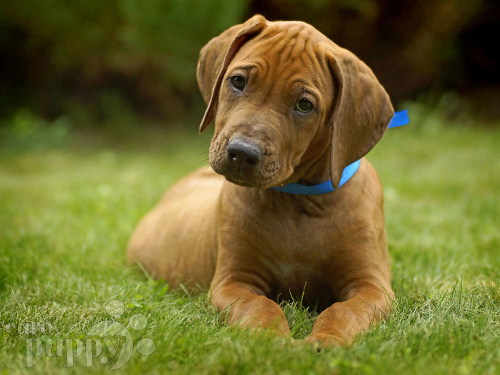 are rhodesian ridgebacks territorial