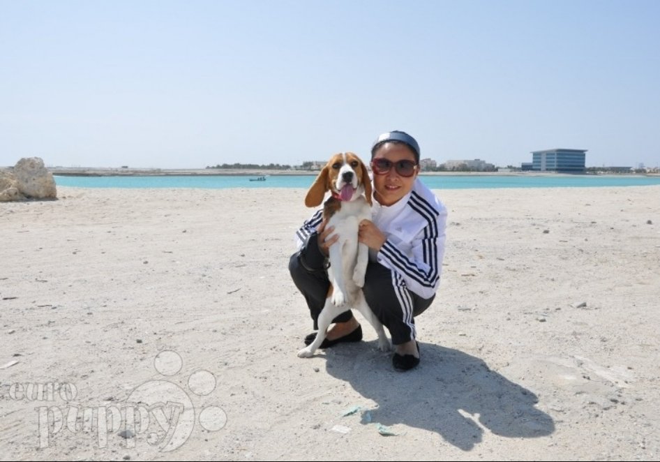 Dogs in Bahrain