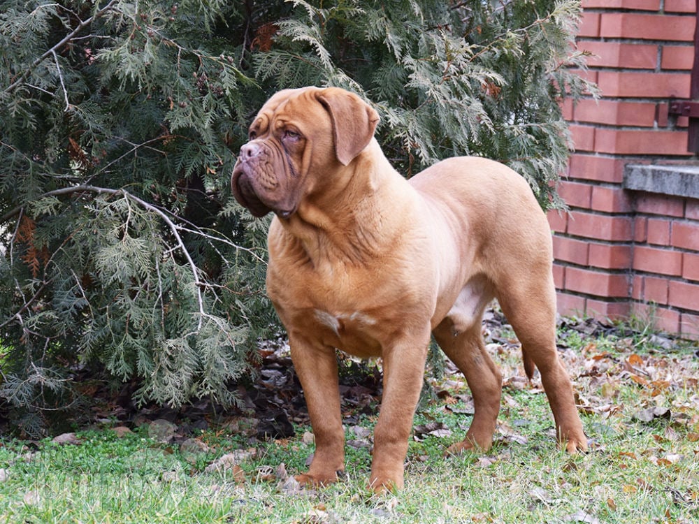 what is the difference between a french mastiff and a dogue de bordeaux