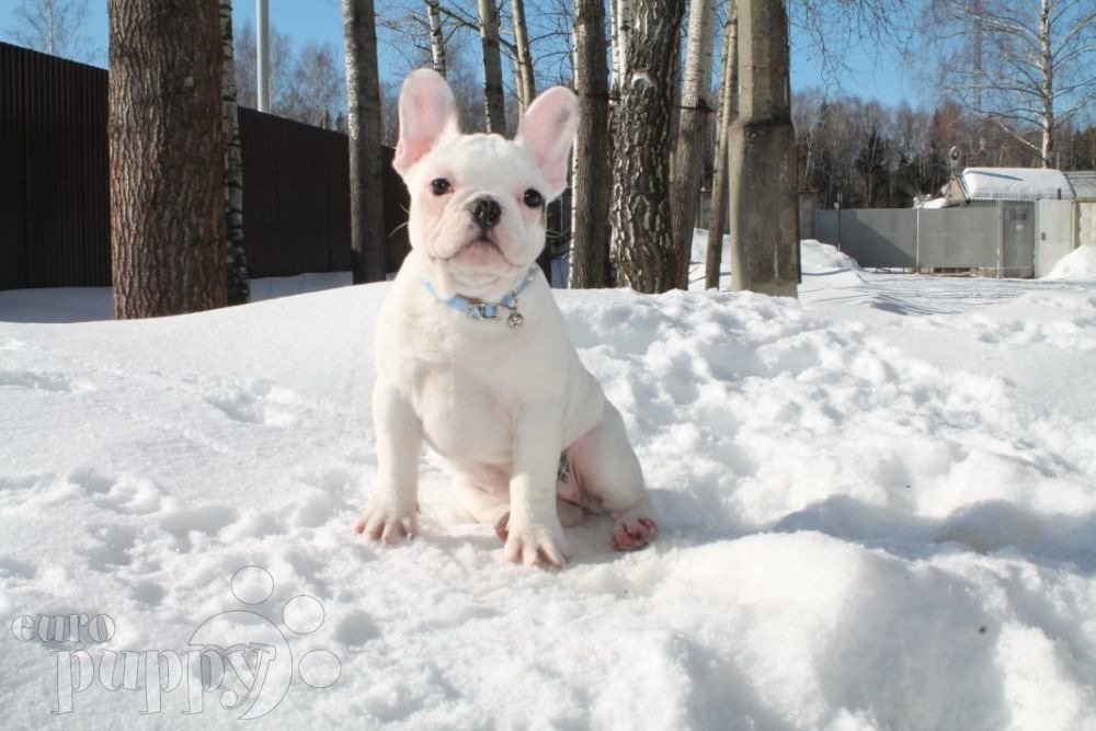 How to Choose your French Bulldog!