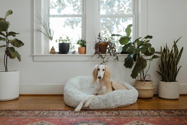 Pet Safety Tips: Toxic Houseplants and Dogs…..