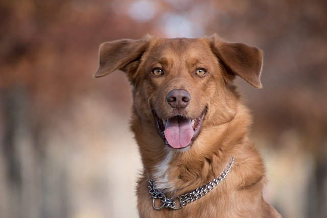 chain collar