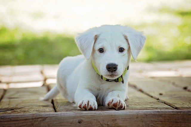 Now You Can Also Be An Expert At Choosing The Right Dog Collar!