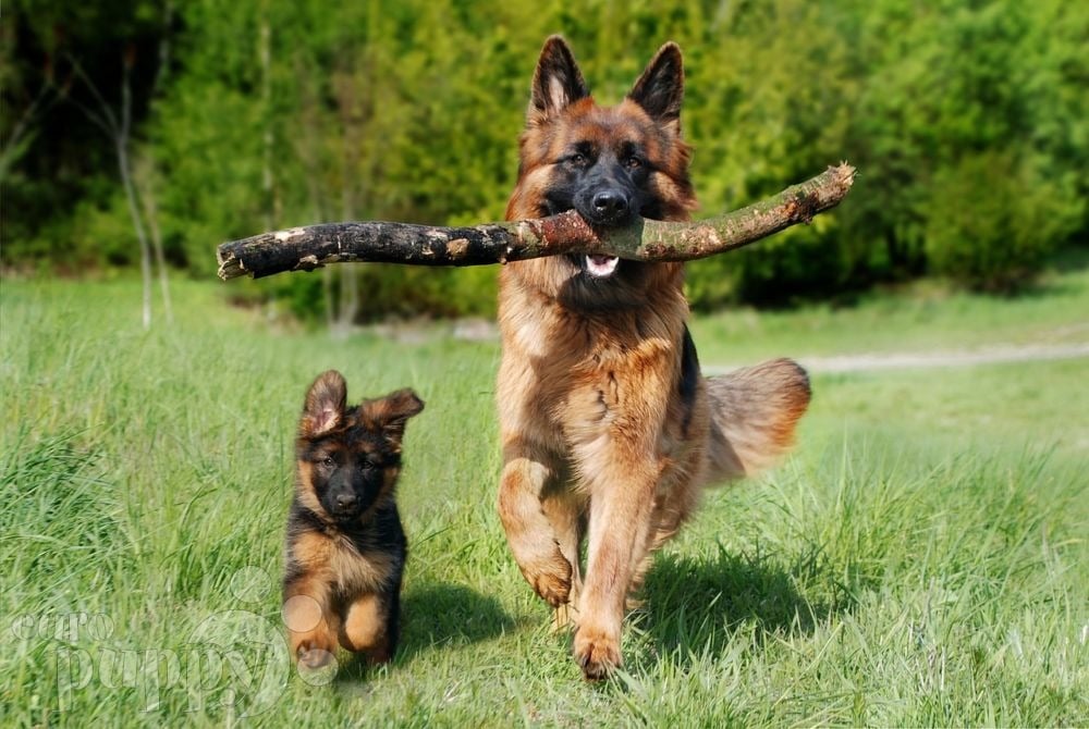 German Shepherd Dogs and Schutzhund: