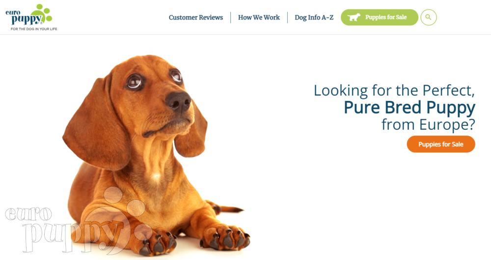 Surprising results in Euro Puppy’s Customer Satisfaction Survey