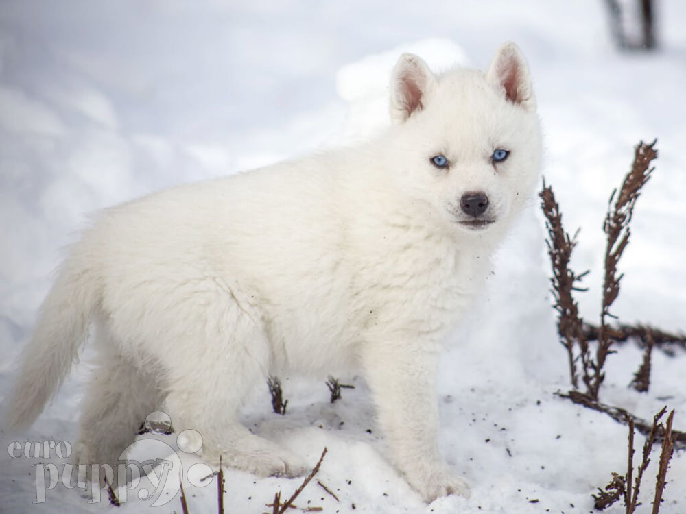 Top 5 winter dog breeds