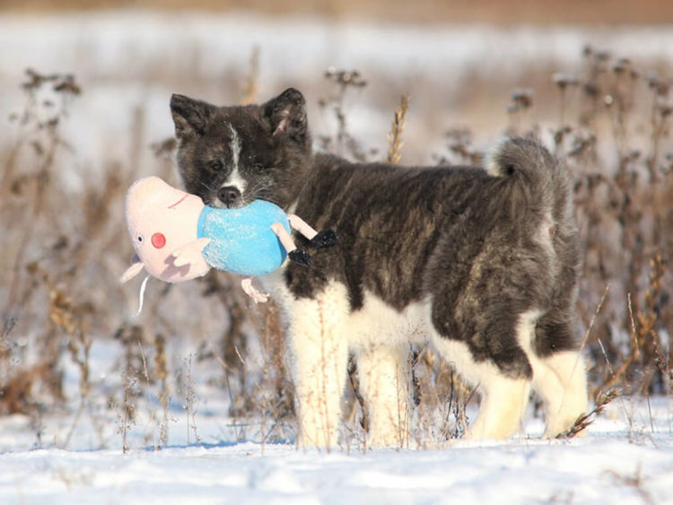 Akita Inu snow weather