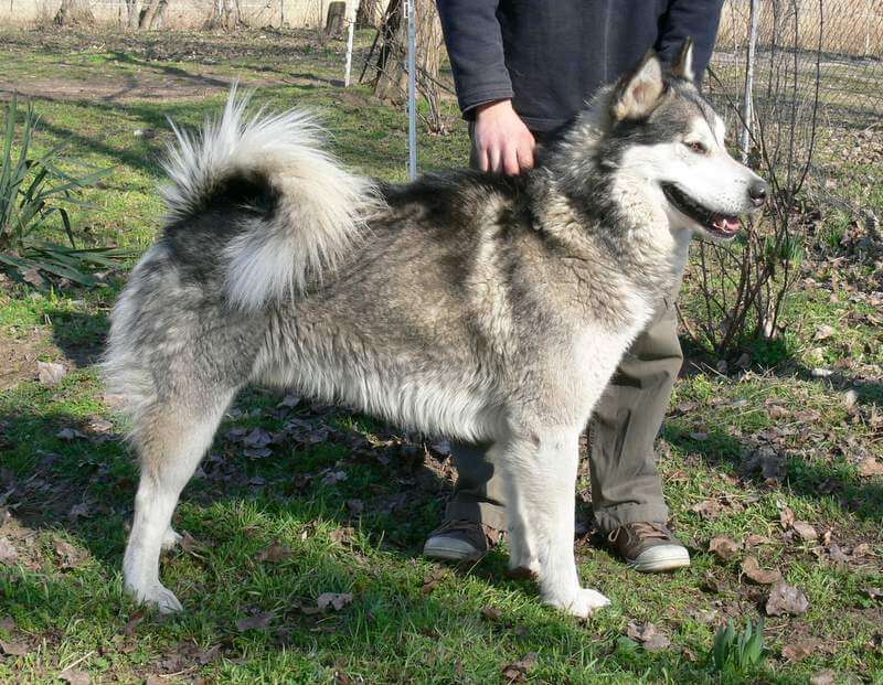 Alaskan Malamute winter