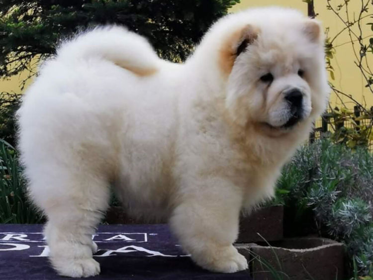 Chow Chow winter dog