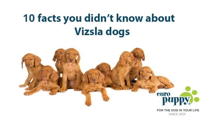 10 facts you didn't know about Vizsla dogs