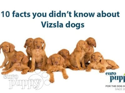 10 facts you didn’t know about Vizsla dogs