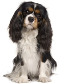 King Charles Spaniel