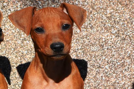 Pinscher Alemán perro