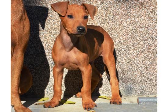 Pinscher Alemán