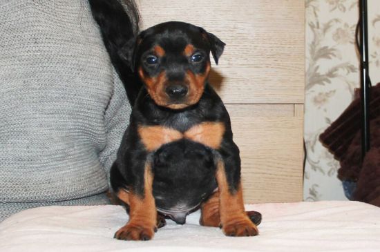 German Pinscher dog