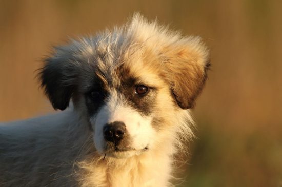 Romanian Mioritic Shepherd dog