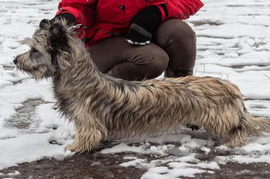 Skye Terrier dog