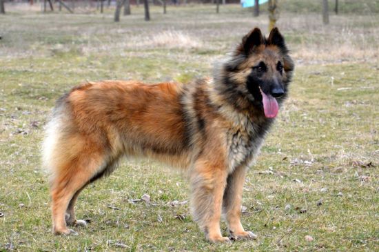 Belgian Tervuren dog