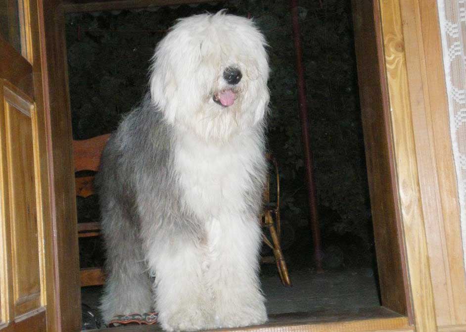 can a old english sheepdog live in india