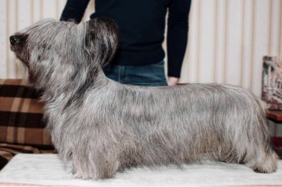 Skye Terrier Hund